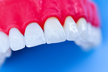 Image showing Upper human jaw with teeth and gums anatomy model