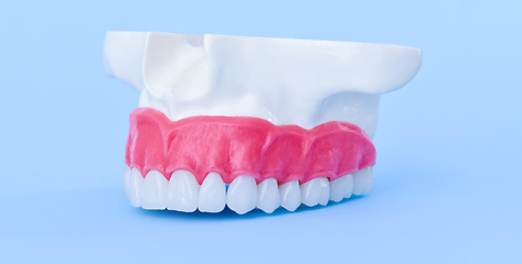 Image showing Upper human jaw with teeth and gums anatomy model