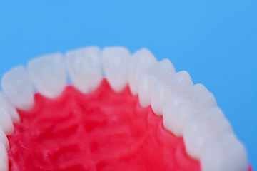 Image showing Upper human jaw with teeth and gums anatomy model