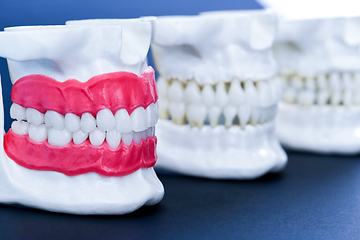 Image showing Human jaws with teeth and gums anatomy models