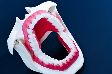 Image showing Dentist orthodontic teeth model