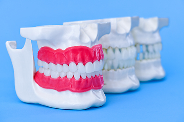 Image showing Human jaws with teeth and gums anatomy models