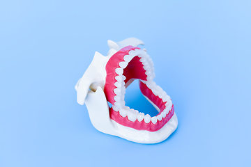 Image showing Dentist orthodontic teeth model