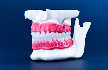 Image showing Human jaw with teeth and gums anatomy model