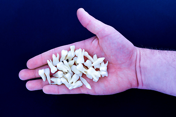 Image showing human hand holding white teeth on blue background