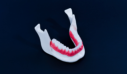 Image showing Lower human jaw with teeth and gums anatomy model