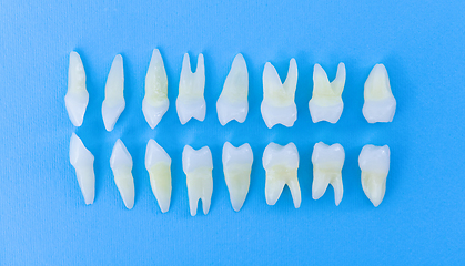 Image showing Top view of white teeth on blue background