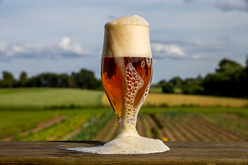 Image showing Glass of beer on summer landscape background. 