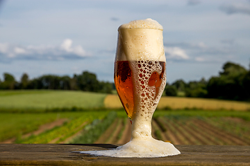 Image showing Glass of beer on summer landscape background. 