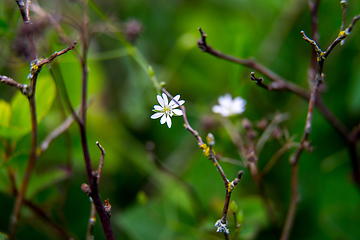 Image showing White flower on a green field.