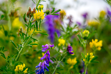 Image showing Wild colorful flowers on green grass background.
