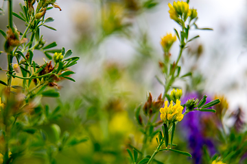 Image showing Wild colorful flowers on green grass background.