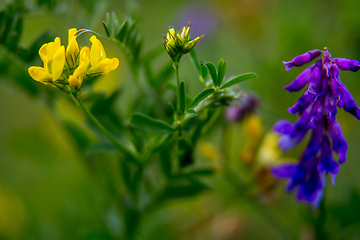 Image showing Wild colorful flowers on green grass background.