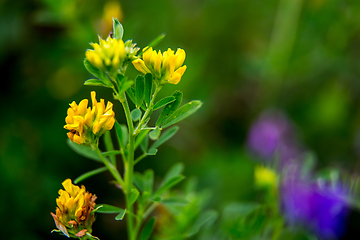 Image showing Wild colorful flowers on green grass background.