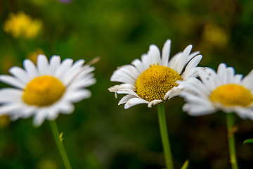 Image showing Daisies on background of green grass.