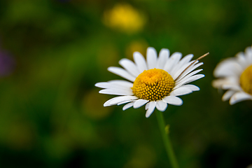 Image showing Daisies on background of green grass.