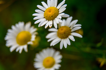 Image showing Daisies on background of green grass.