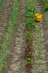 Image showing Bucket between furrows in spring season.