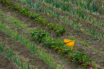 Image showing Bucket between furrows in spring season.