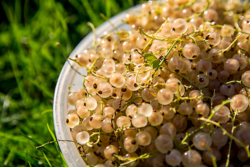 Image showing White currants on green grass. 