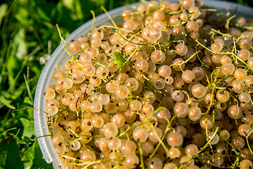 Image showing White currants on green grass. 