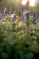 Image showing Wild pink flowers on meadow background.