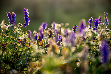 Image showing Wild pink flowers on meadow background.