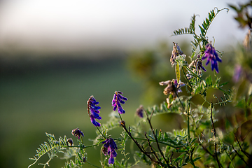 Image showing Wild pink flowers on meadow background.