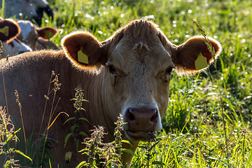 Image showing Portrait of dairy cow in pasture. 