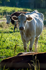 Image showing White cow pasture in green meadow.