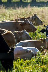 Image showing Cows pasture in green meadow.