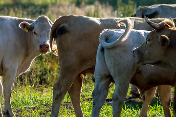 Image showing Cows pasture in green meadow.