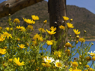 Image showing yellow flowers