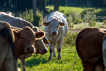 Image showing Cows pasture in green meadow.