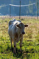 Image showing White cow pasture in green meadow.