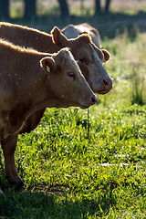 Image showing Cows pasture in green meadow.