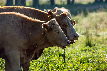 Image showing Cows pasture in green meadow.