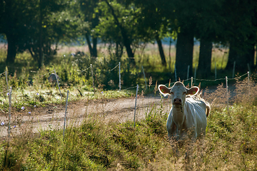 Image showing White cow pasture in green meadow.