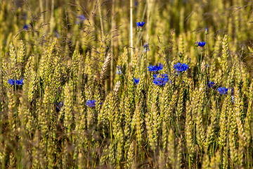 Image showing Cornflowers on cereal field as background.