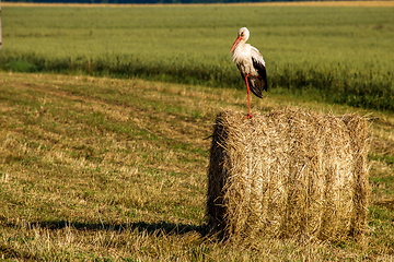 Image showing White stork on hay bale in Latvia.