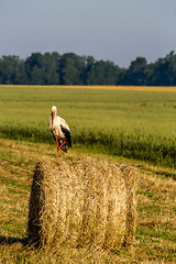 Image showing White stork on hay bale in Latvia.