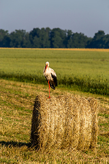 Image showing White stork on hay bale in Latvia.