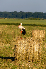 Image showing White stork on hay bale in Latvia.