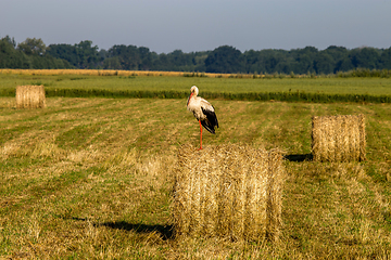 Image showing White stork on hay bale in Latvia.