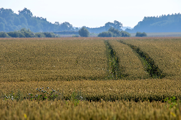 Image showing Path to the cereal field