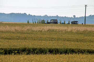 Image showing Path to the cereal field