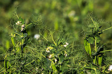 Image showing Green fresh peas and pea pods in the garden.