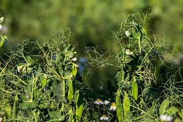 Image showing Green fresh peas and pea pods in the garden.