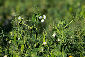 Image showing Green fresh peas and pea pods in the garden.