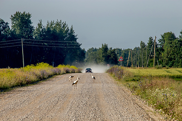 Image showing Landscape with rural road and storks.